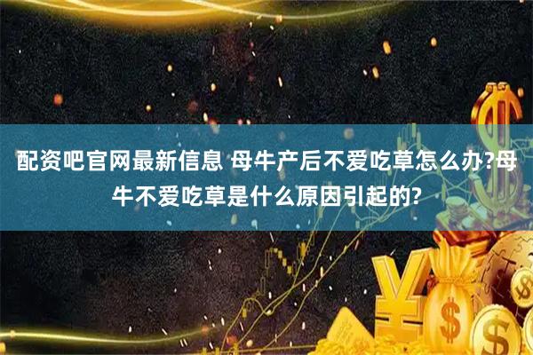 配资吧官网最新信息 母牛产后不爱吃草怎么办?母牛不爱吃草是什么原因引起的?
